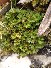 Azorella hydrocotyloides