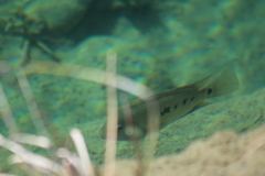 Herichthys minckleyi