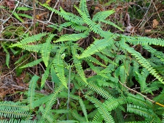 Dicranopteris