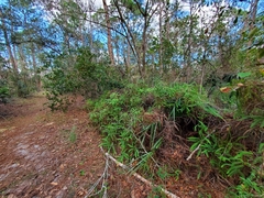 Dicranopteris