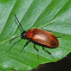 Pseudocistela ceramboides