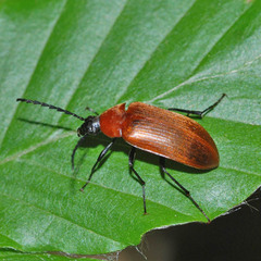 Pseudocistela ceramboides