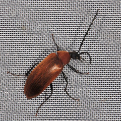 Pseudocistela ceramboides