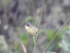 Geothlypis poliocephala