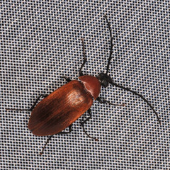 Pseudocistela ceramboides