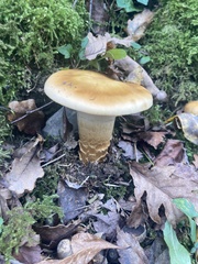 Cortinarius triumphans