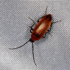 Pseudocistela ceramboides