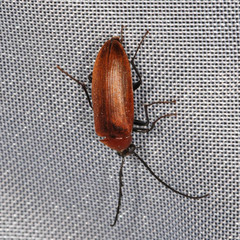 Pseudocistela ceramboides