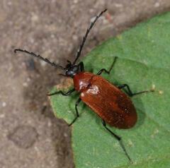 Pseudocistela ceramboides