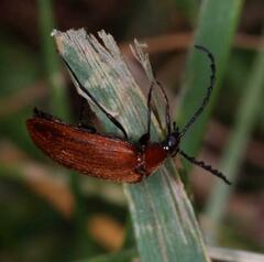 Pseudocistela ceramboides
