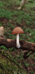 Psathyrella