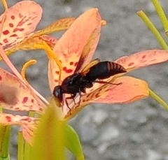 Rhynchium haemorrhoidale