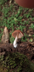 Psathyrella