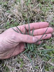 Sisyrinchium pruinosum