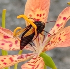 Rhynchium haemorrhoidale
