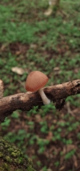 Psathyrella