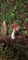 Psathyrella