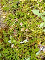 Caryophyllaceae