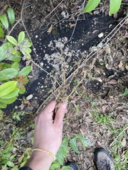 Eupatorium serotinum