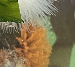 Eudistylia polymorpha