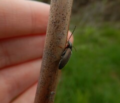 Corymbitodes tarsalis