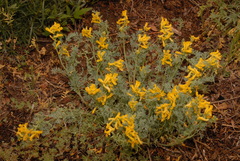 Corydalis aurea