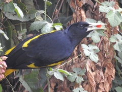 Cassiculus melanicterus