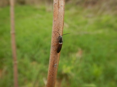 Corymbitodes tarsalis