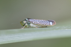 Aulacizes conspersa