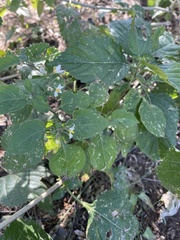 Solanum douglasii