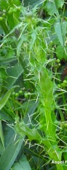 Cirsium pyrenaicum