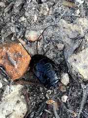 Parcoblatta americana