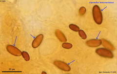 Coprinopsis stercorea