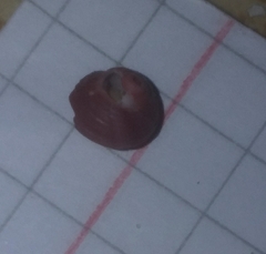 Homalopoma sanguineum