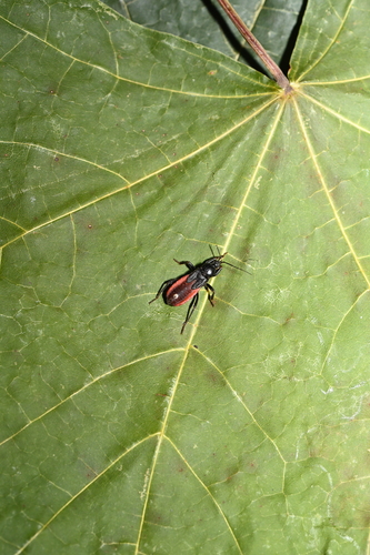 Peirates hybridus