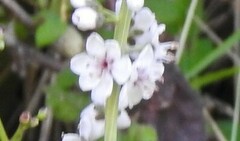 Lysimachia ephemerum