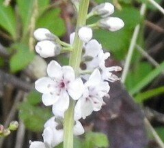 Lysimachia ephemerum