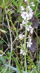 Lysimachia ephemerum