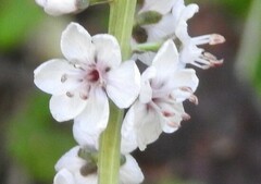 Lysimachia ephemerum