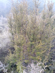 Coprosma pseudocuneata