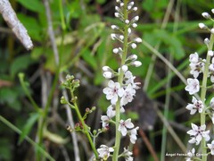 Lysimachia ephemerum