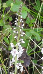 Lysimachia ephemerum