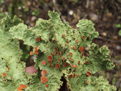 Yarrumia colensoi