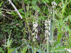 Cirsium pyrenaicum