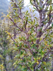 Coprosma pseudocuneata