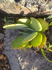 Kalanchoe thyrsiflora