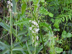 Lysimachia ephemerum