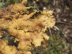 Yarrumia colensoi