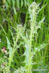Cirsium pyrenaicum