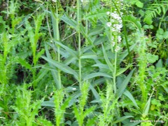 Cirsium pyrenaicum
